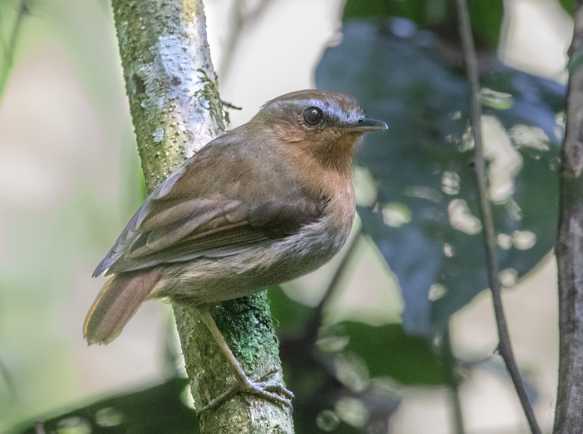 Rufous Gnateater - ML628043525