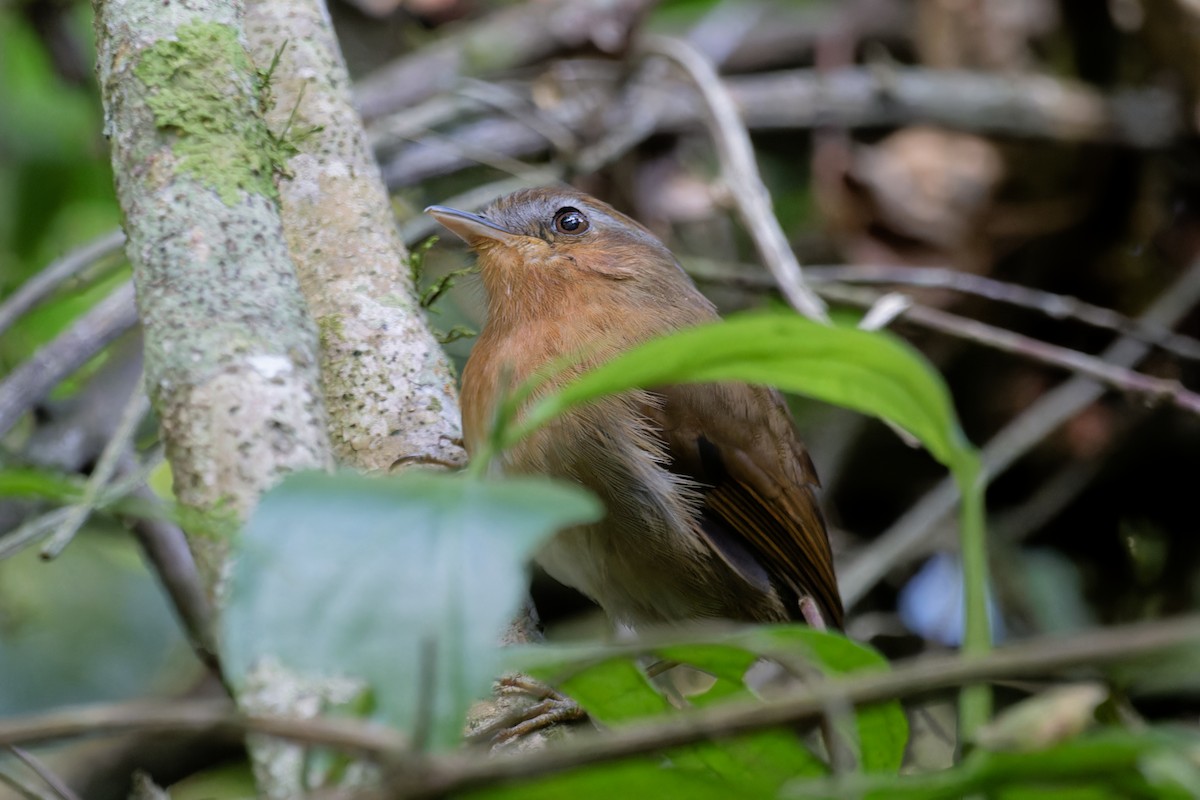 Rufous Gnateater - ML628043526