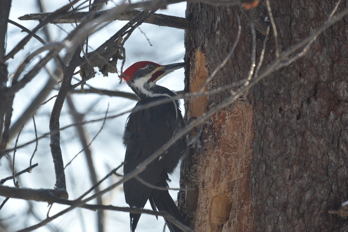 Pileated Woodpecker - ML628043580