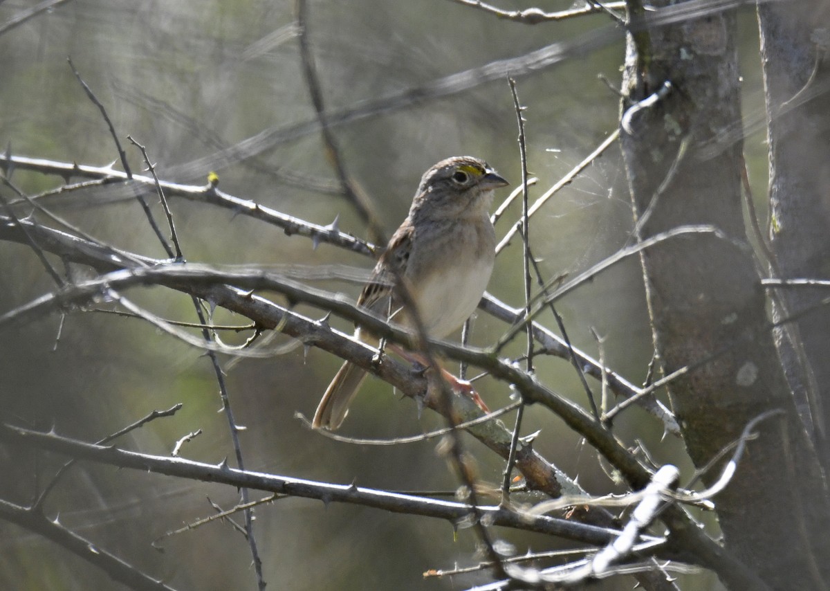 Grassland Sparrow - ML628043617