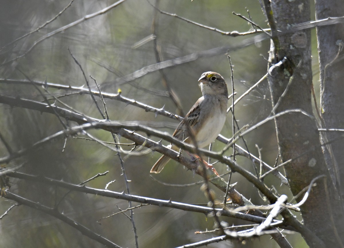 Grassland Sparrow - ML628043619