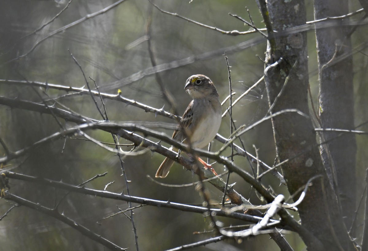 Grassland Sparrow - ML628043620