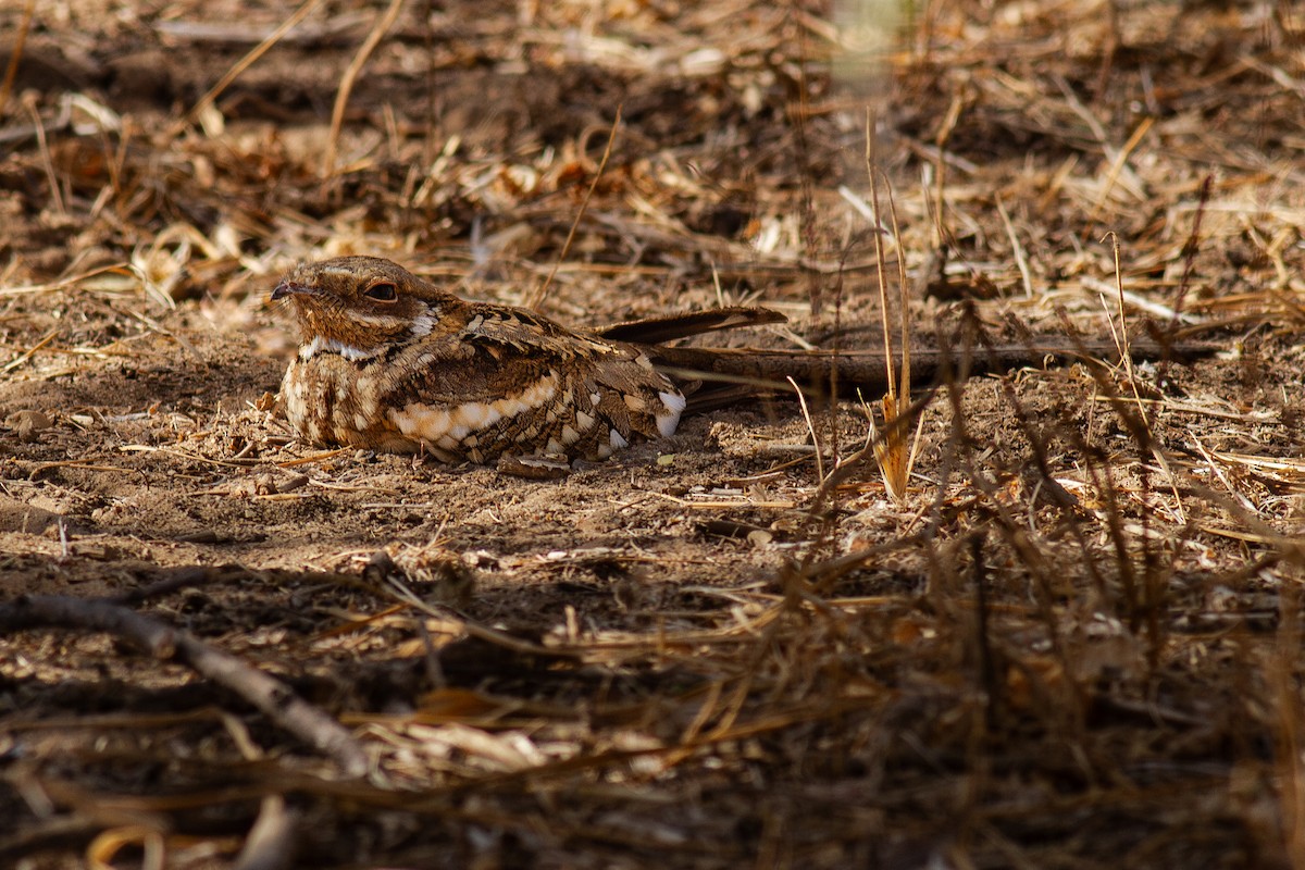 Long-tailed Nightjar - ML628043634