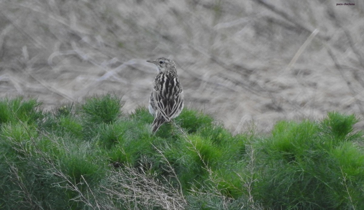 Correndera Pipit - ML628043638