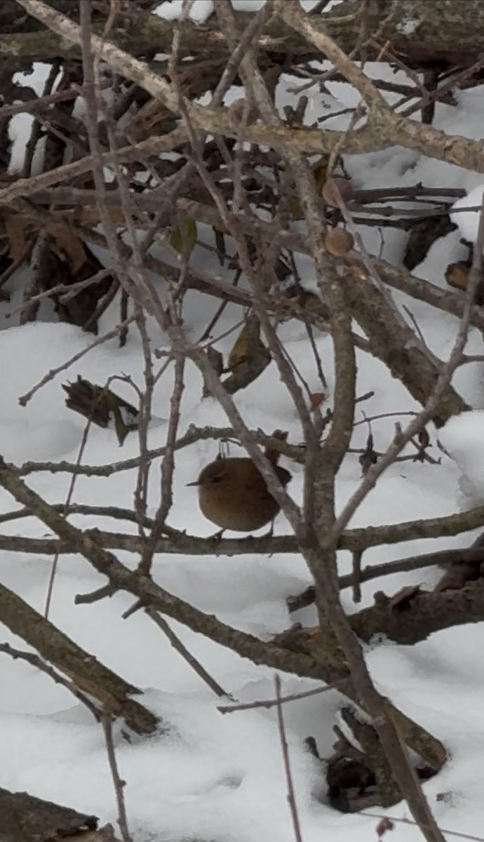 Winter Wren - ML628043681