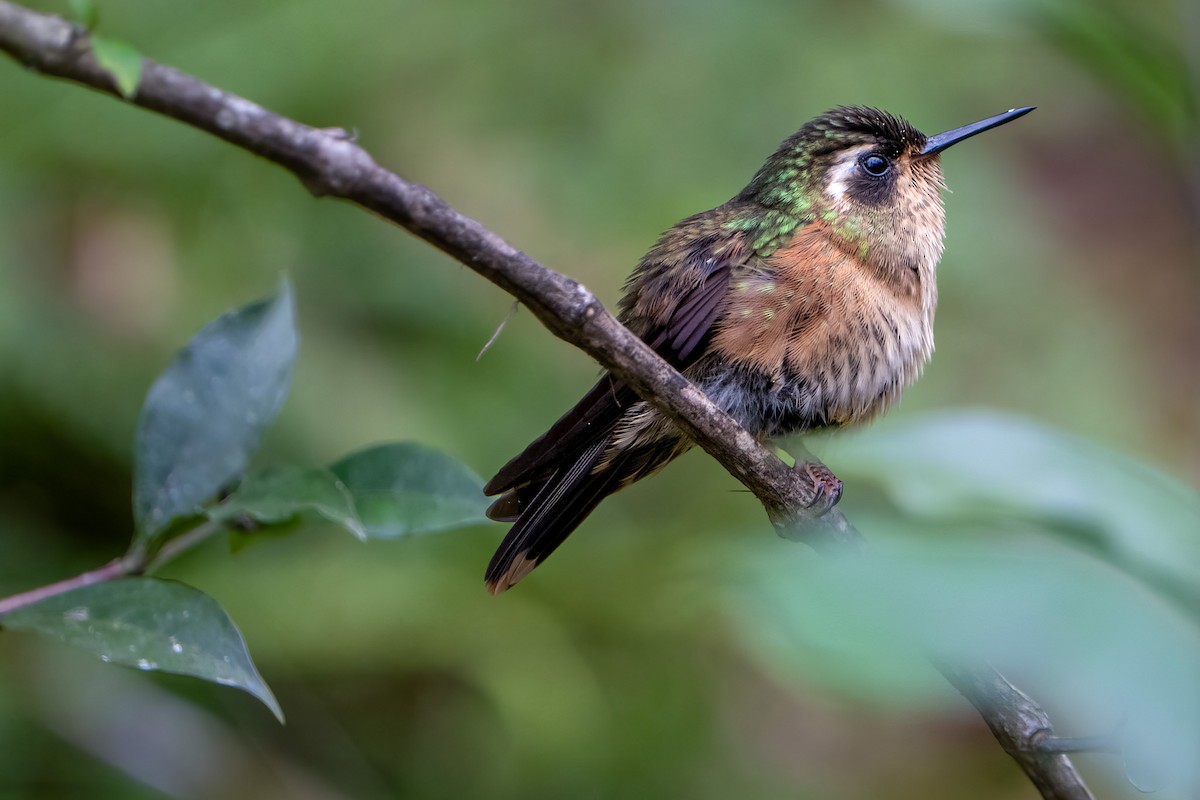 Speckled Hummingbird - ML628043692