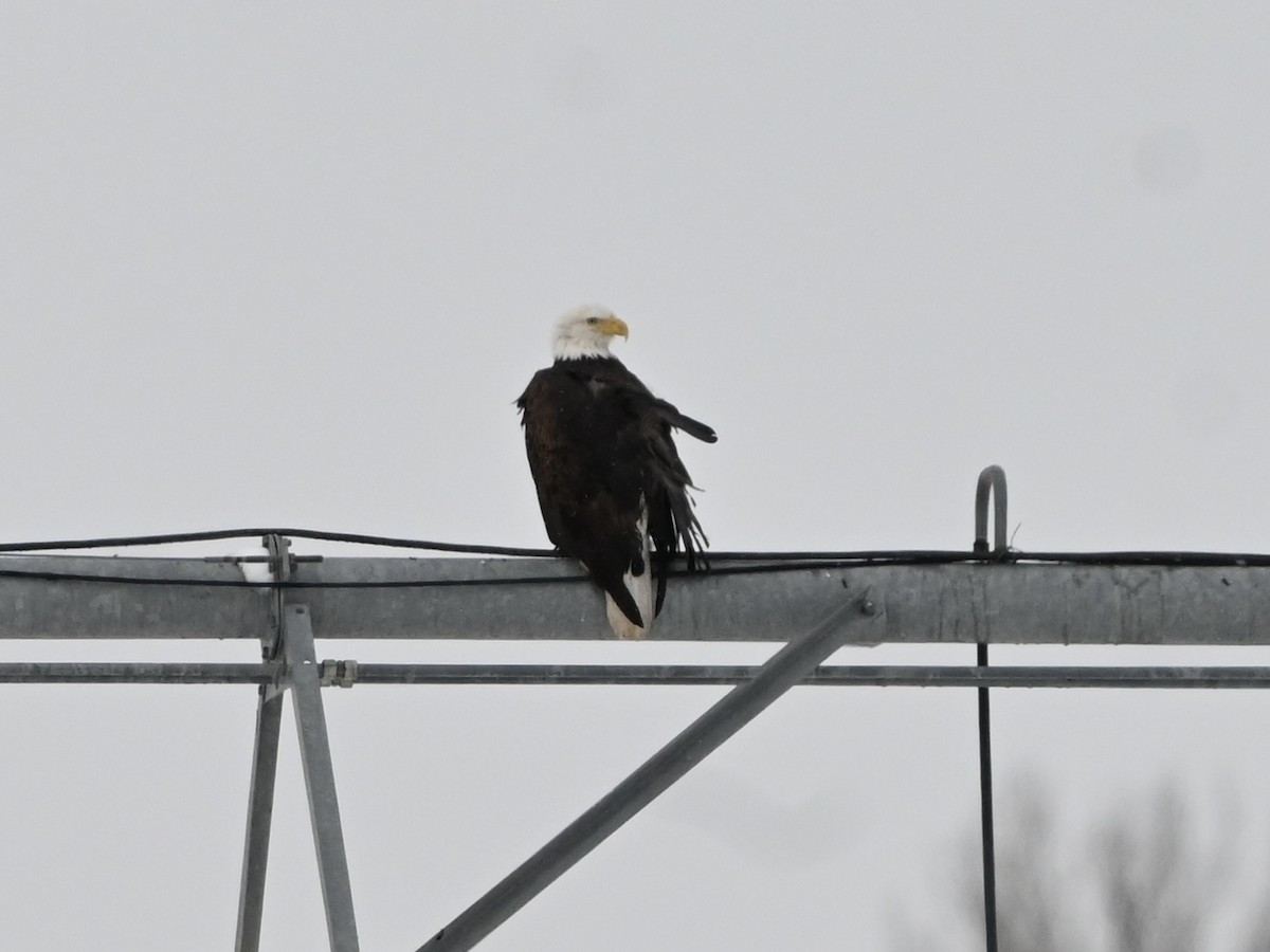 Bald Eagle - ML628043810