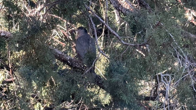 Cooper's Hawk - ML628043856