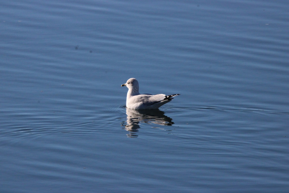 Gaviota de Delaware - ML628043944