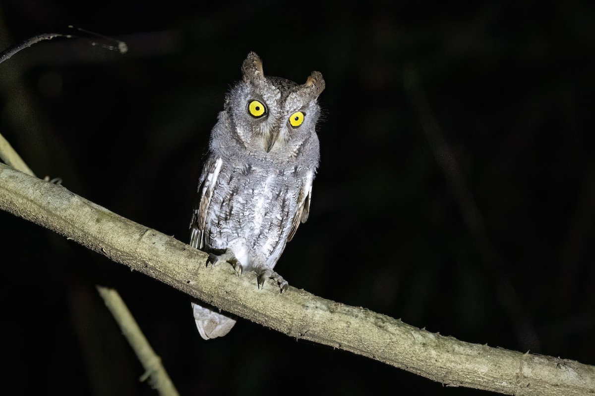 Oriental Scops-Owl - ML628043945