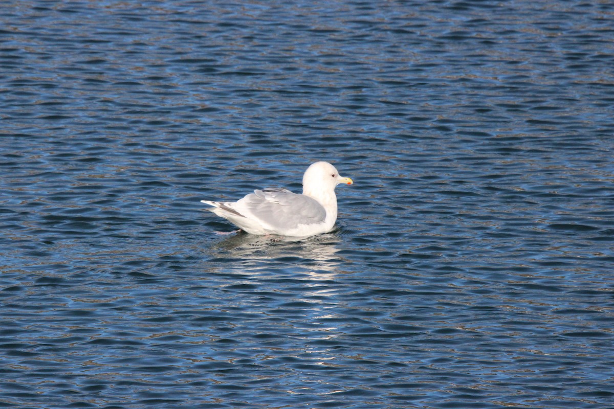 Gaviota Groenlandesa - ML628043990