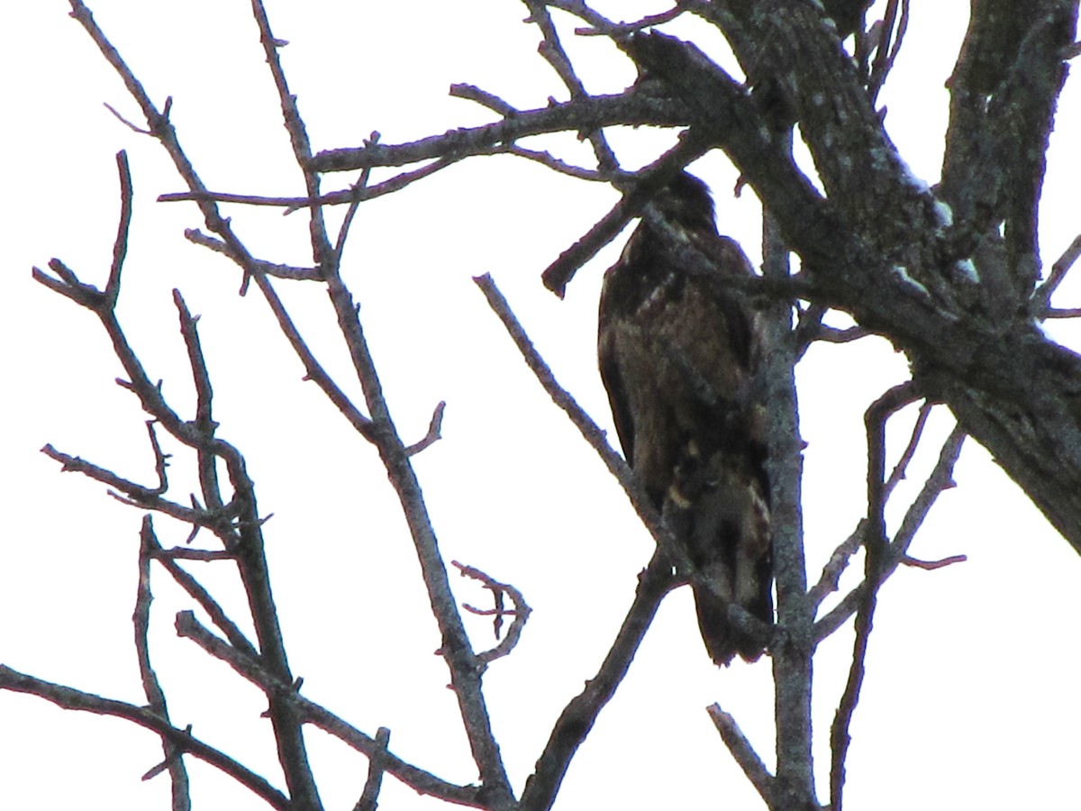 Bald Eagle - ML628044041