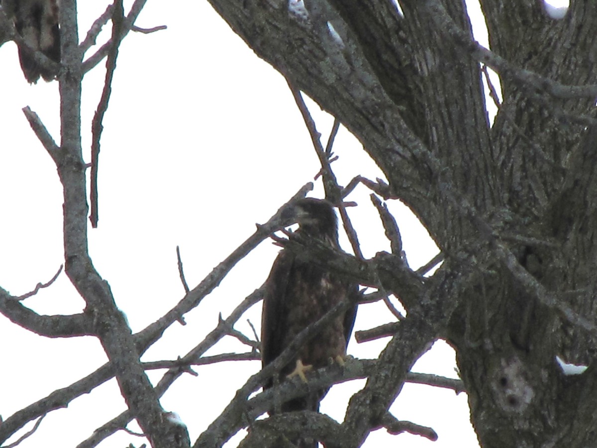 Bald Eagle - ML628044042