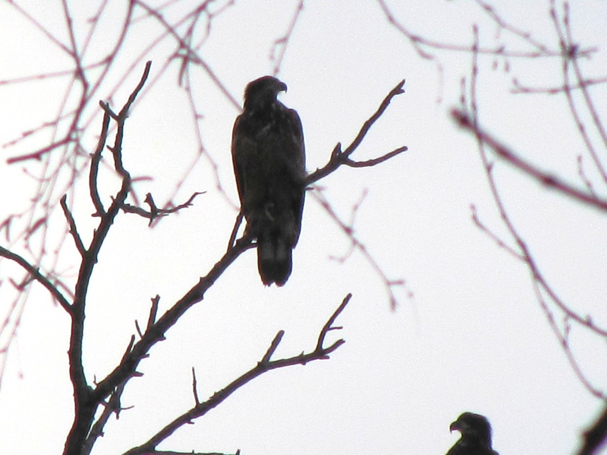 Bald Eagle - ML628044043