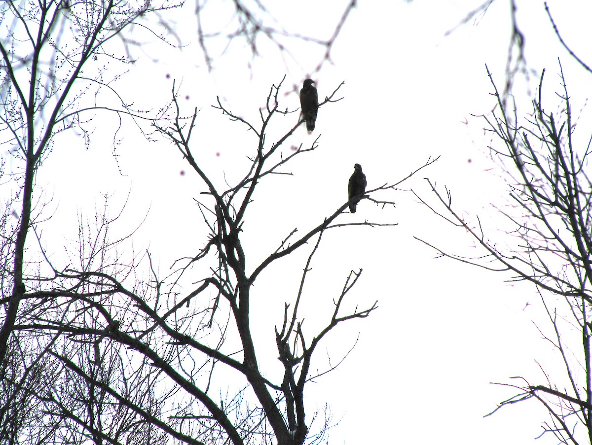 Bald Eagle - ML628044045