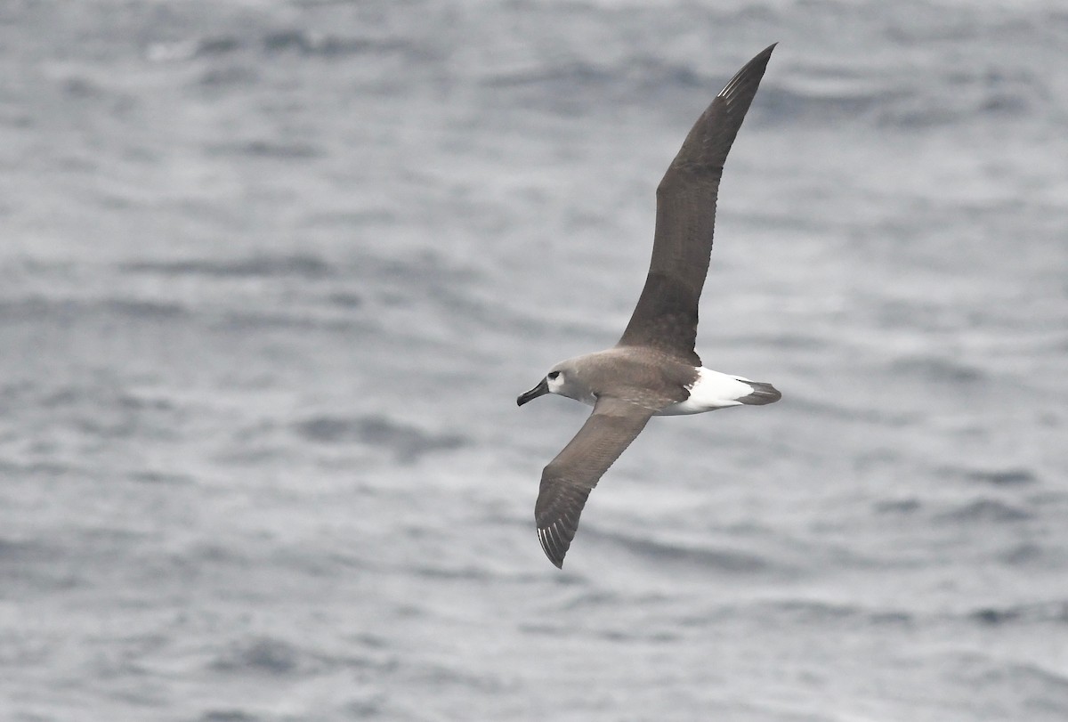 Gray-headed Albatross - ML628044111