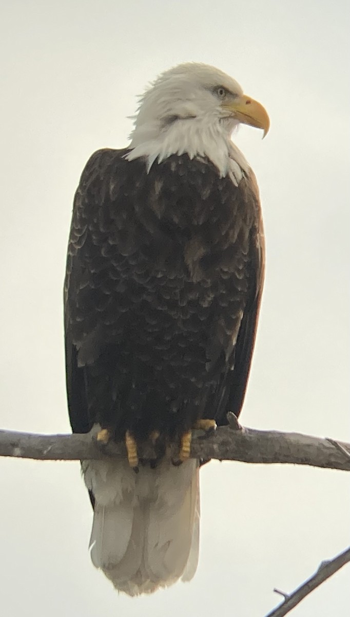 Bald Eagle - ML628044133