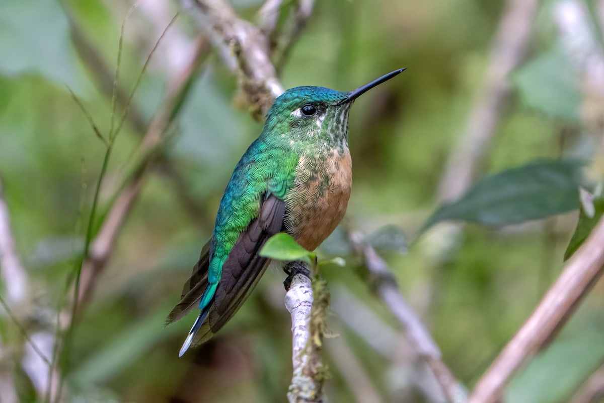 Long-tailed Sylph - ML628044194