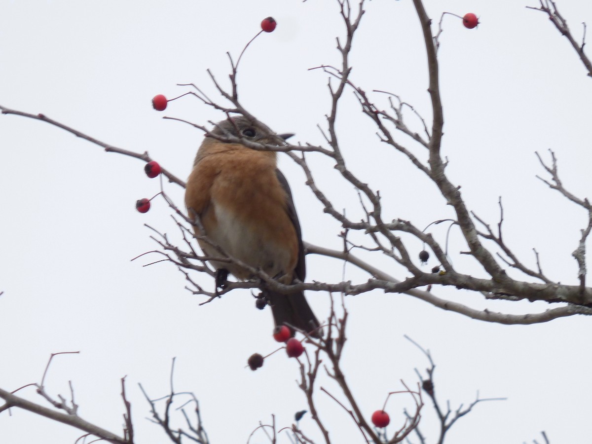 Eastern Bluebird - ML628044302