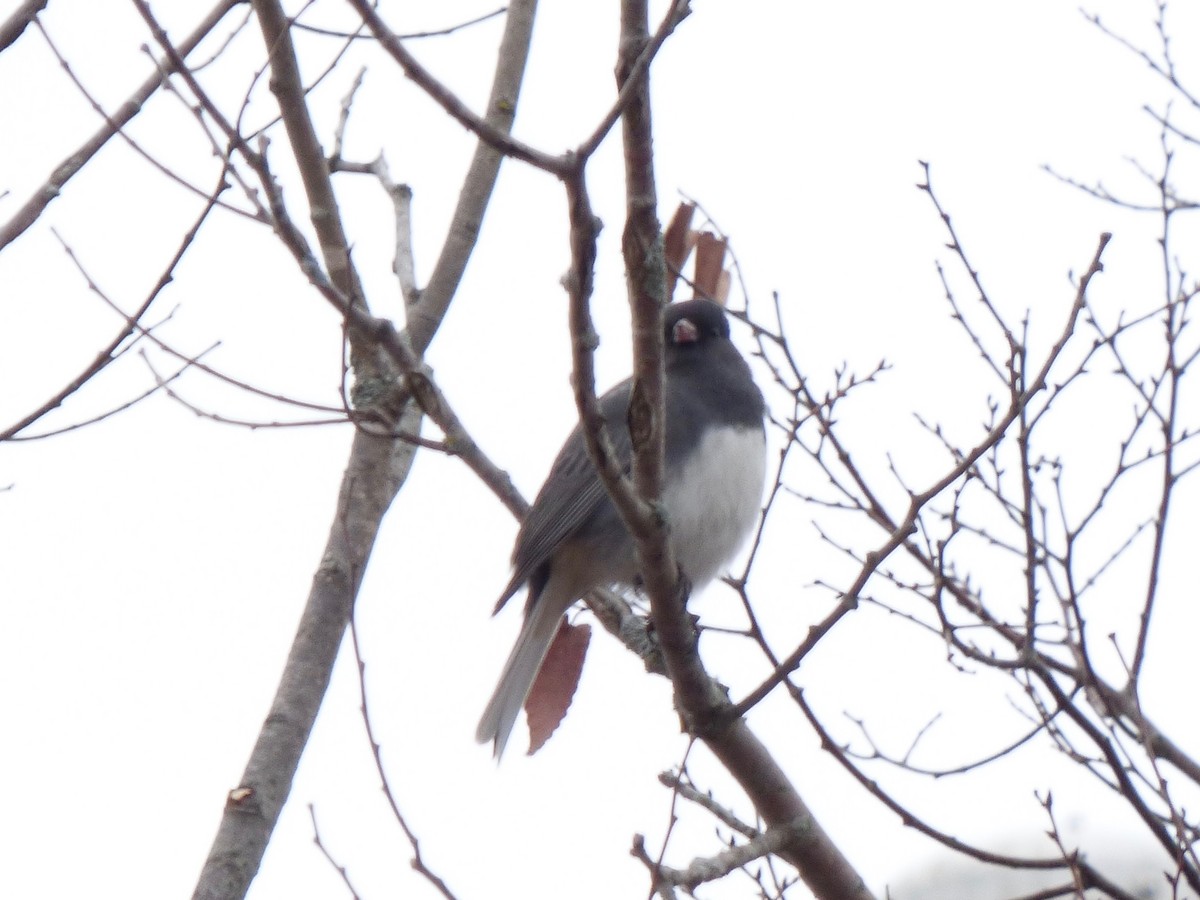 Dark-eyed Junco - ML628044305