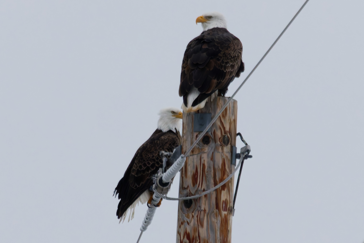 Bald Eagle - ML628044338