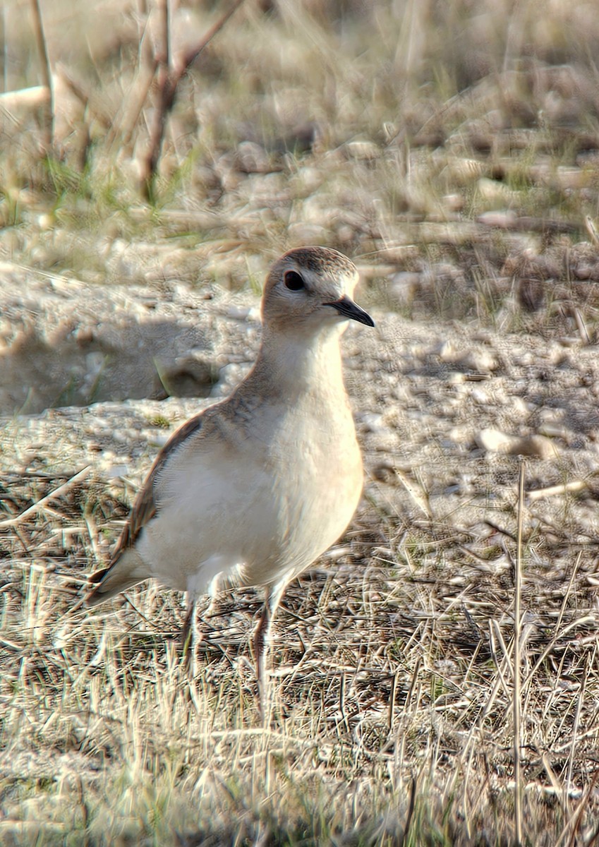 Mountain Plover - ML628044433