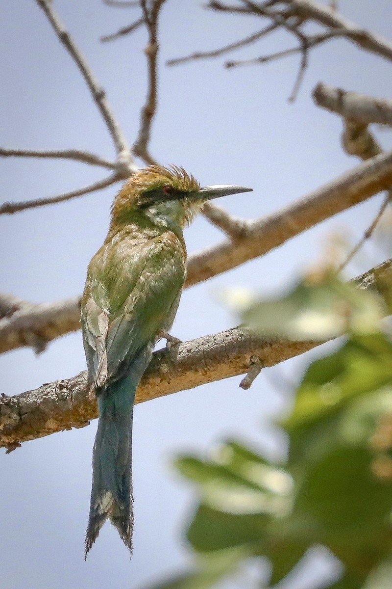 Abejaruco Golondrina - ML628044490