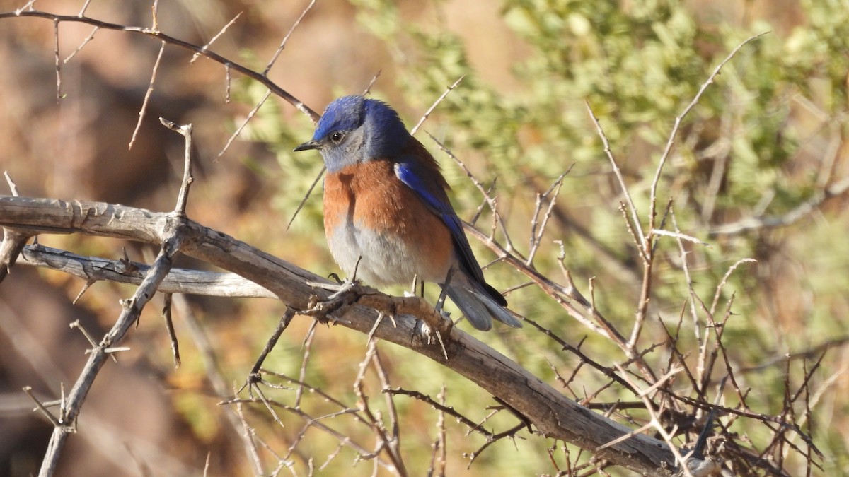 Western Bluebird - ML628044497