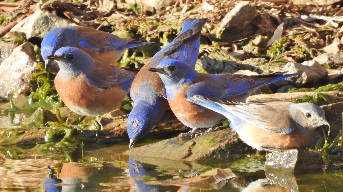 Western Bluebird - ML628044498