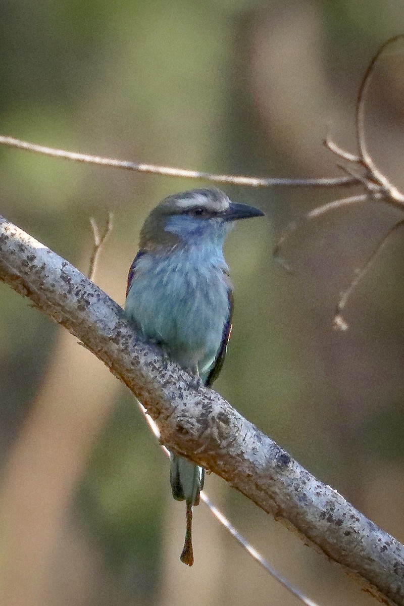 Carraca de Raquetas - ML628044519