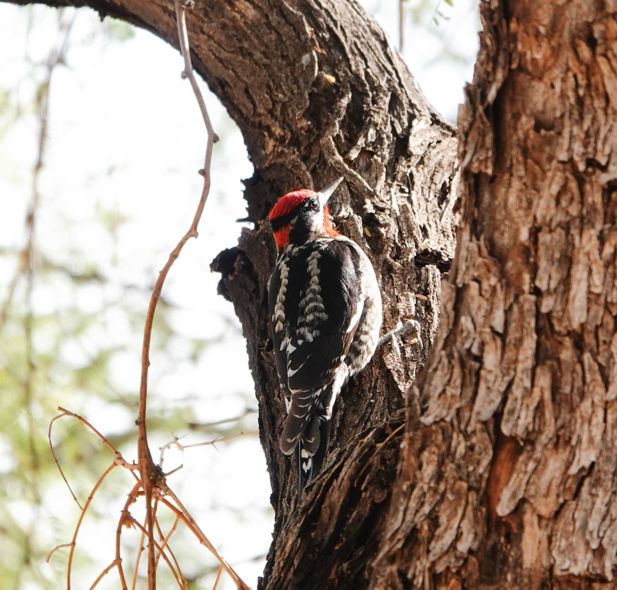 Red-naped Sapsucker - ML628044535