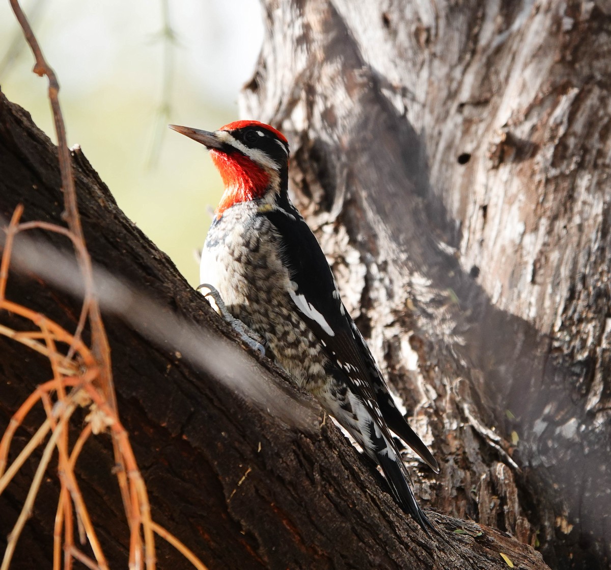 Red-naped Sapsucker - ML628044545