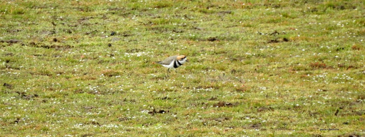 Two-banded Plover - ML628044845