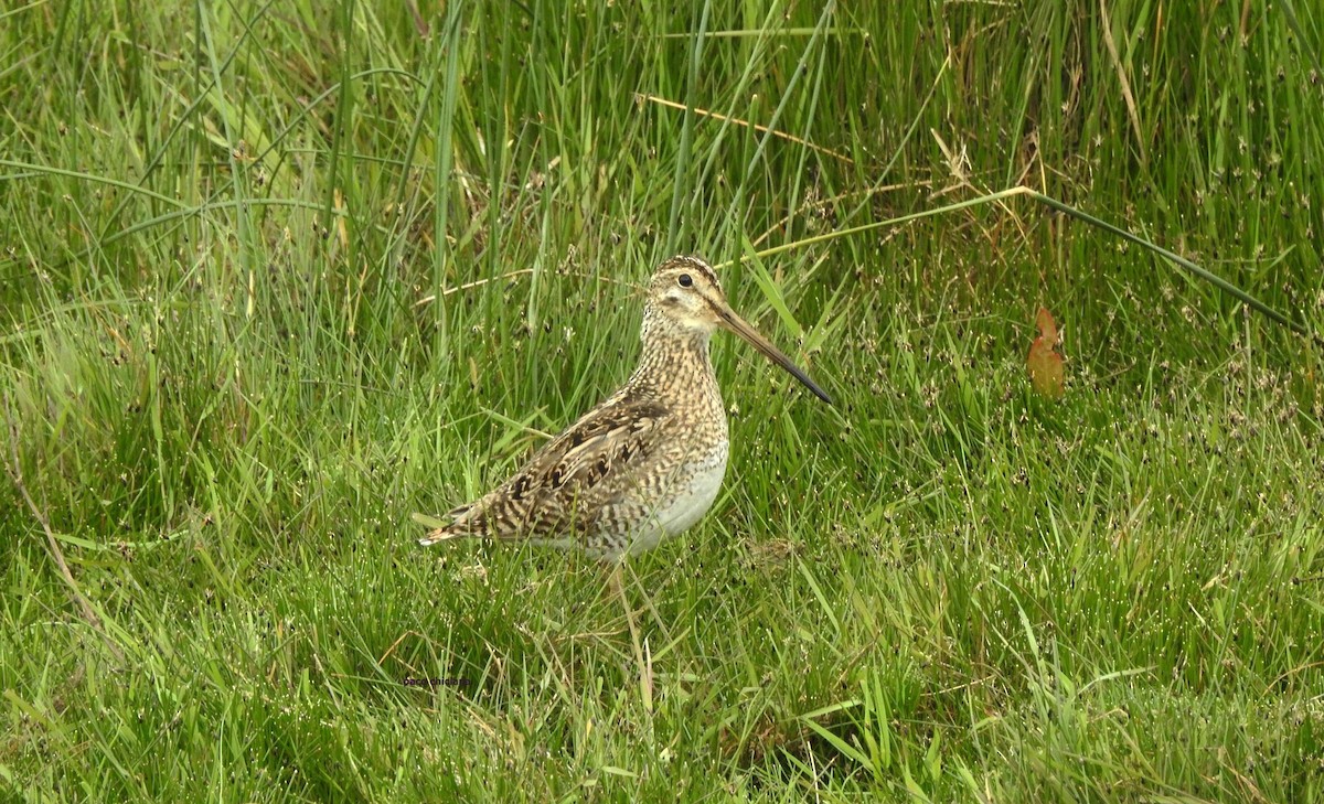 Magellanic Snipe - ML628044854