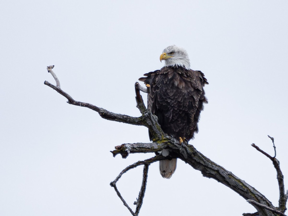 Bald Eagle - ML628044877