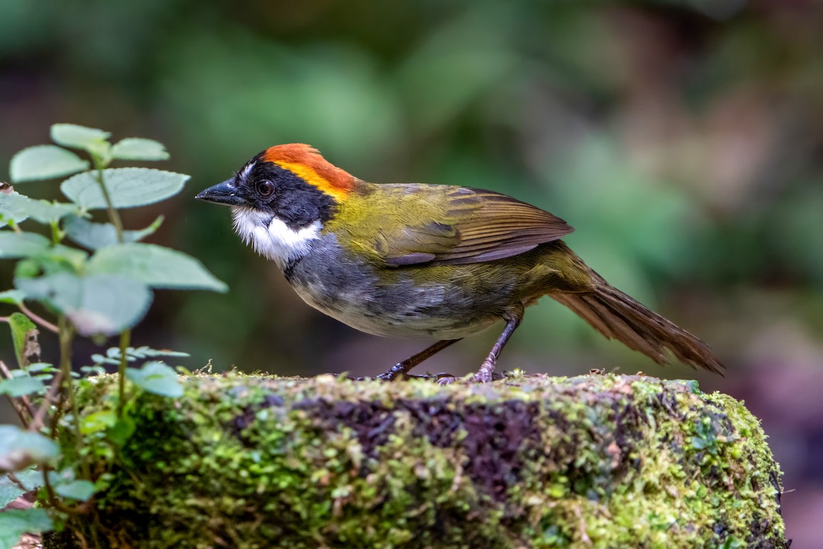 Chestnut-capped Brushfinch - ML628044915