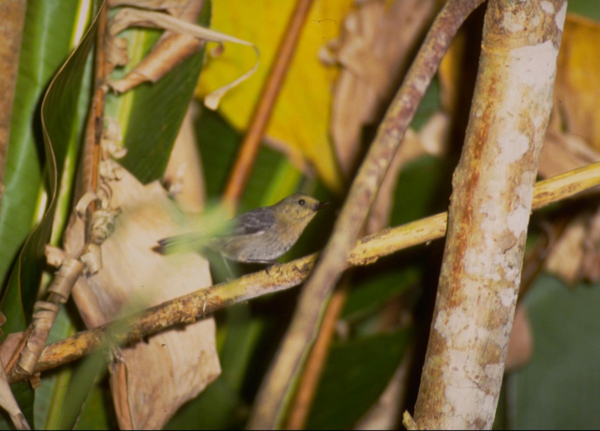 Venezuelan Flowerpiercer - ML628044949