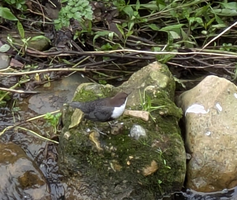 White-throated Dipper - ML628044952