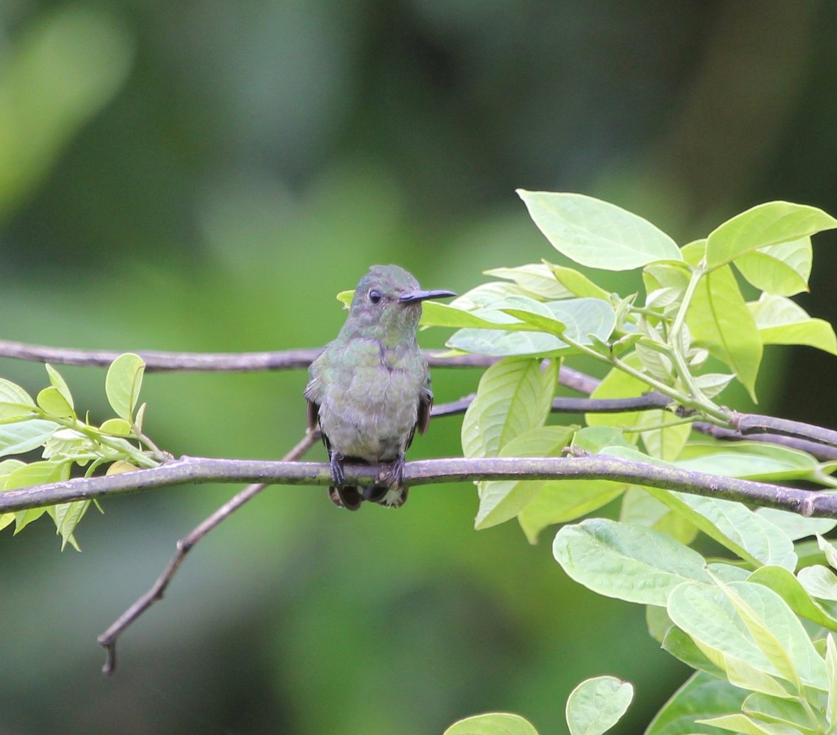 skjellbrystkolibri - ML628045096