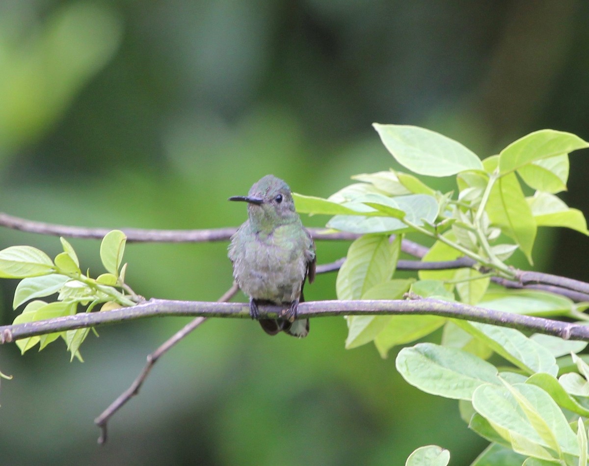 skjellbrystkolibri - ML628045097