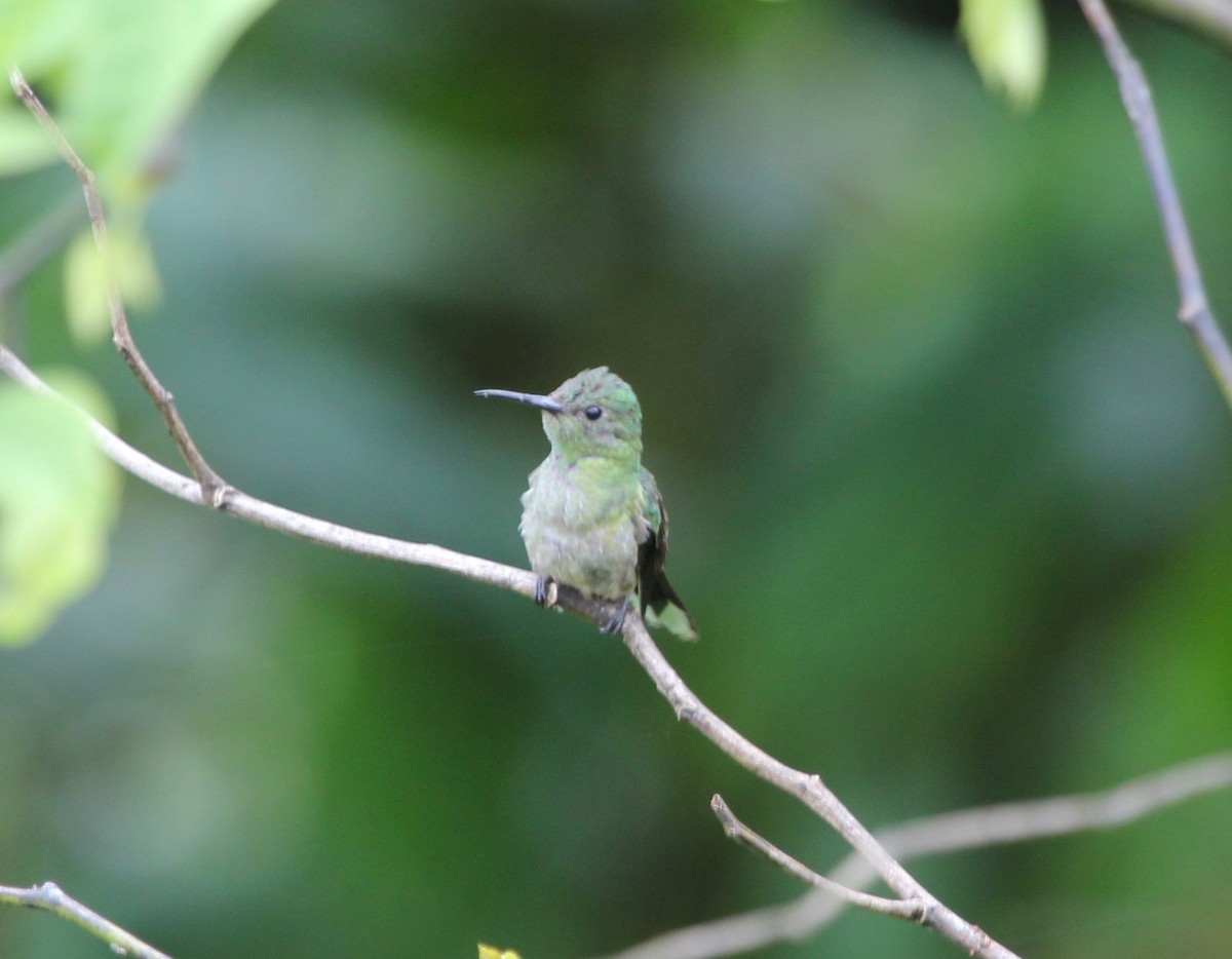 skjellbrystkolibri - ML628045098