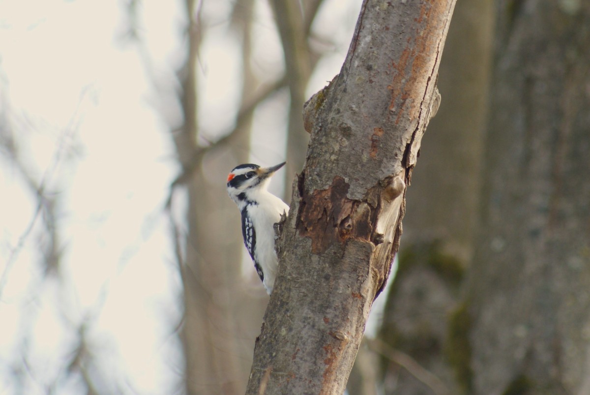 Hairy Woodpecker - ML628045127