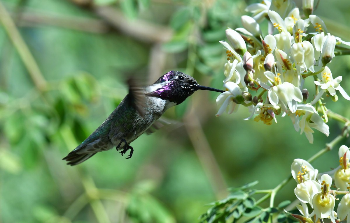 Costa's Hummingbird - ML628045169