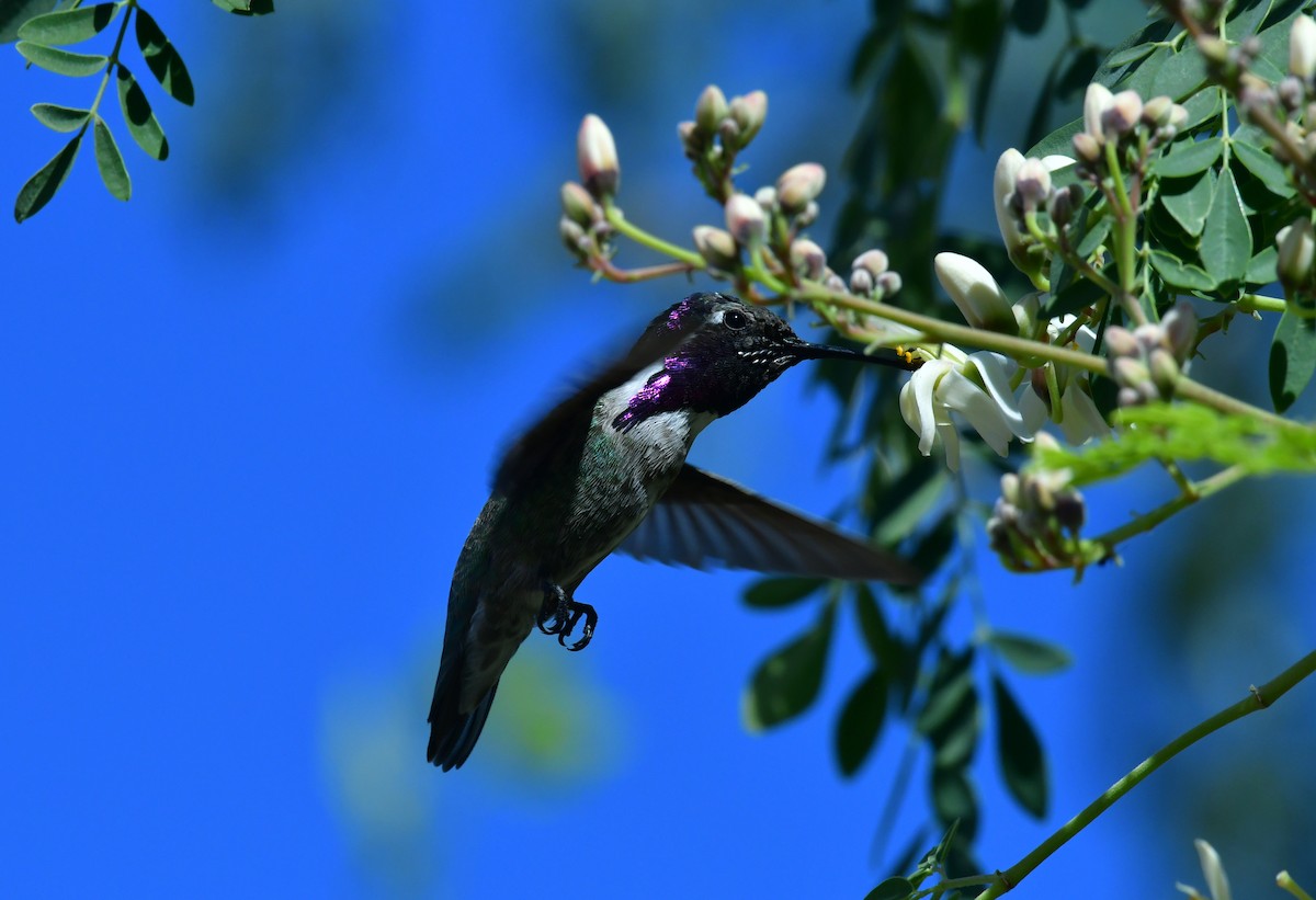 Costa's Hummingbird - ML628045171