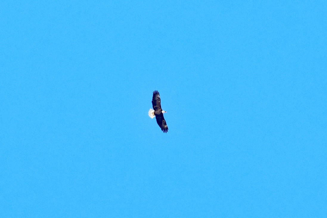 Bald Eagle - ML628045201