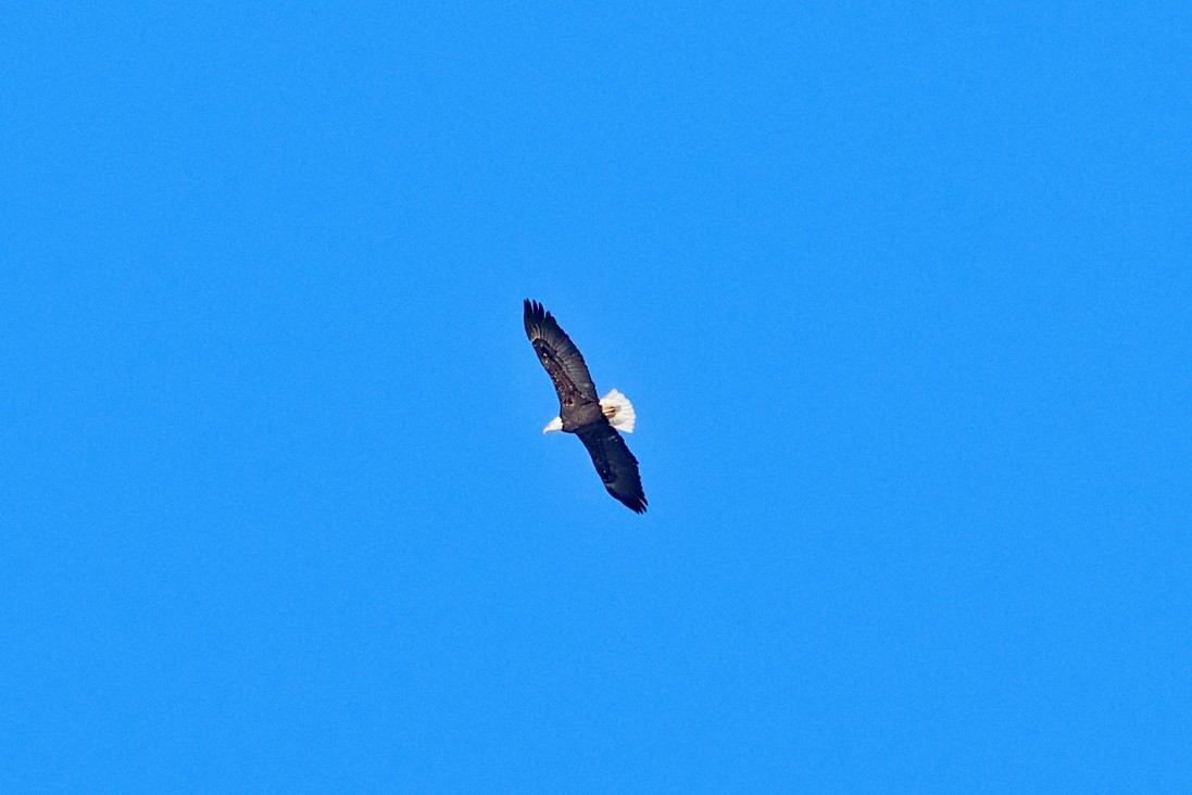 Bald Eagle - ML628045202