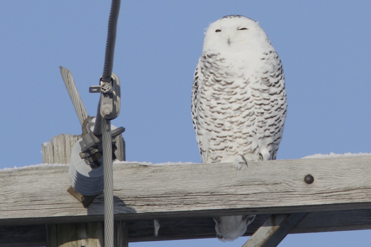 Snowy Owl - ML628045217