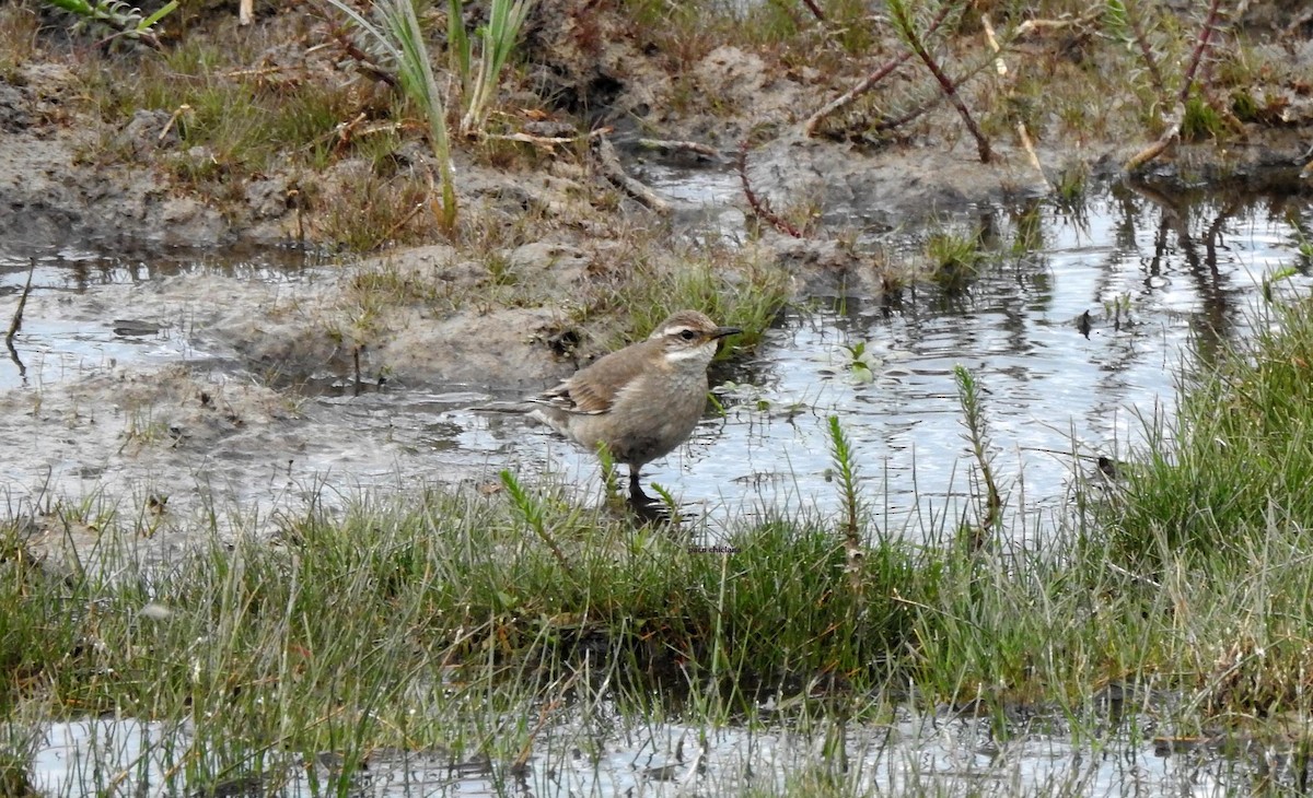 Buff-winged Cinclodes - ML628045236