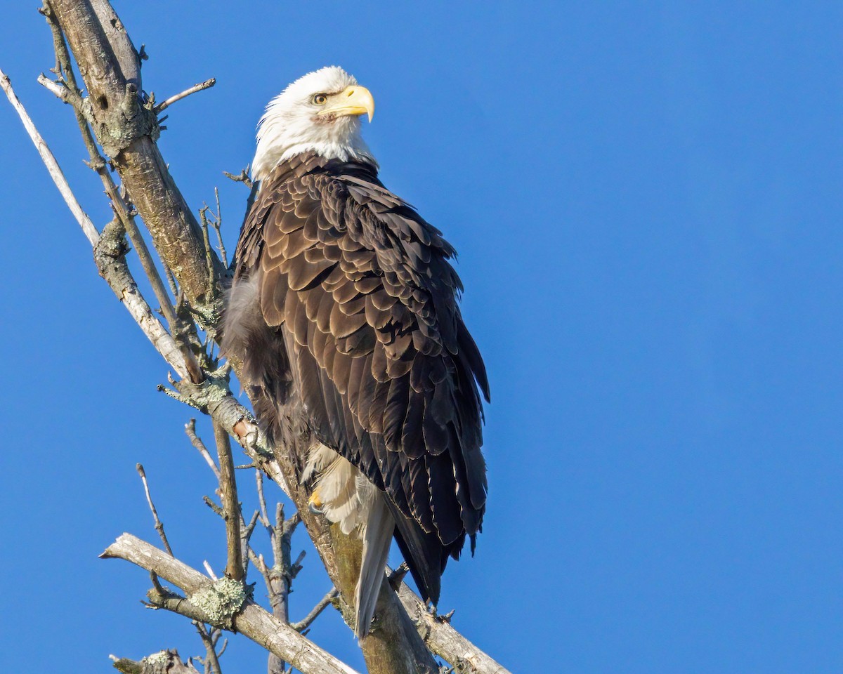 Bald Eagle - ML628045310