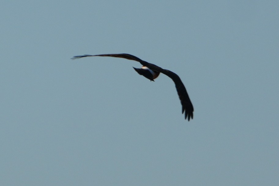 Northern Harrier - ML628045317